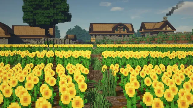 Setton — Sunflower fields on the village edge